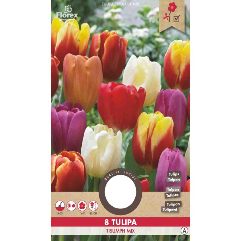 Tulp Triumph mix - 8 stuks