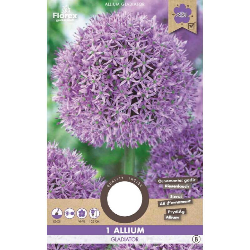 Allium (oignon ornemental) Gladiator 18/20 1 pièce