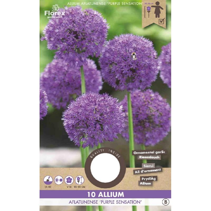 Allium (oignon ornemental) Purple Sensation 10/12 10 pièces