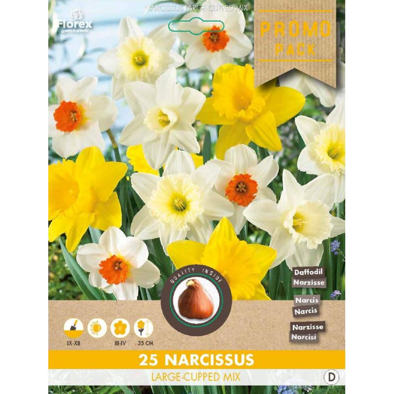 Grootkronige trompetnarcis mix - 25 stuks