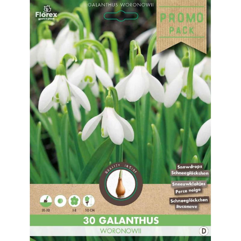 Sneeuwklokjes (Galanthus Woronowii) - 30 stuks