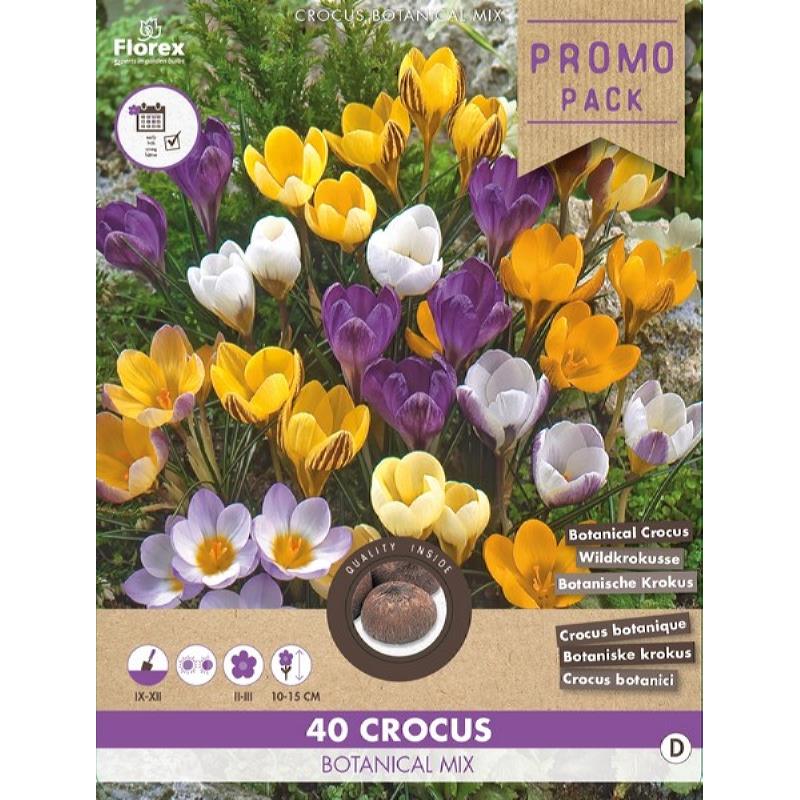 Pack vrac Crocus Botanical mix 5/+ 40 pièces