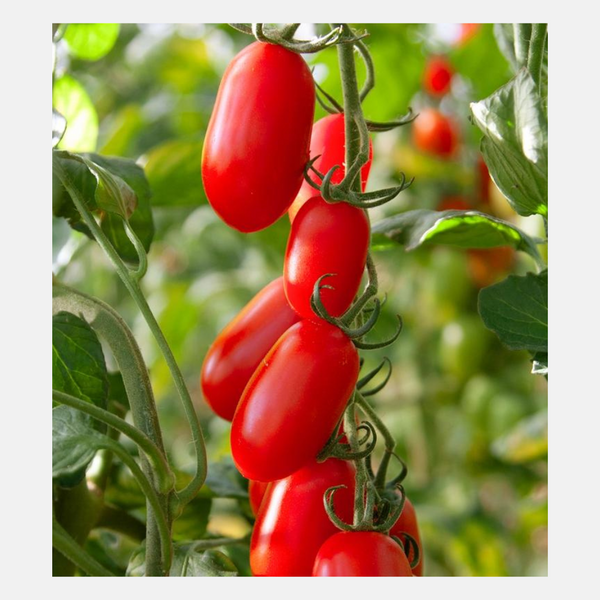 tomato._530さん5-9-1 Raspberry Pi 5 Ekran FPC Kablosu - 300mm | Robolink