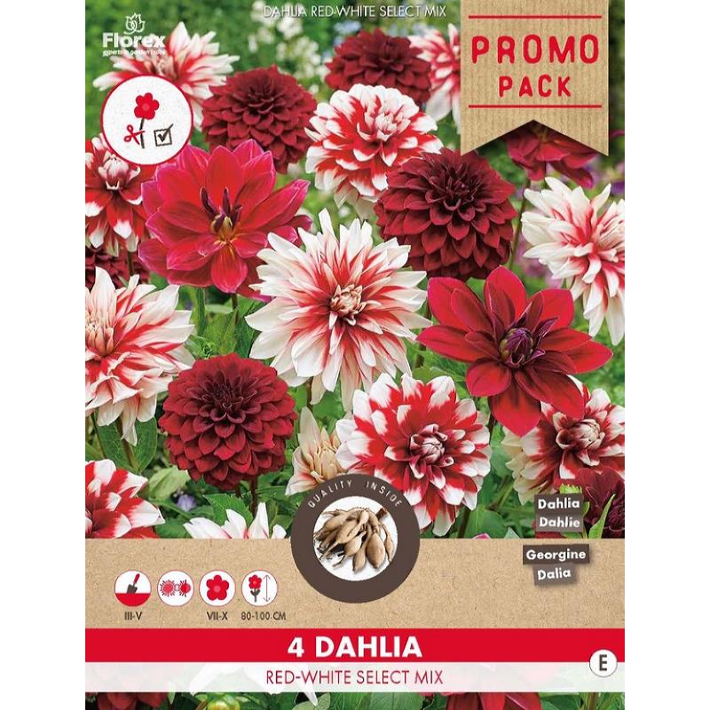 Dahlia Red/White- Select mix 4st