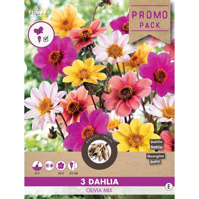 Dahlia Mignon Happy Single Olivia Mix 3 Stk