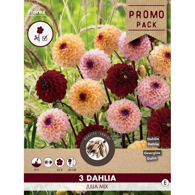 Dahlia Pompon Julia Mix 3st