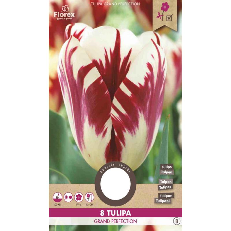 Tulipe Grande Perfection 11/12 8 pièces