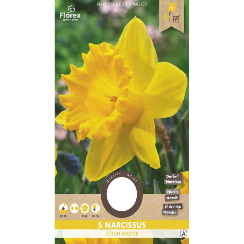 Narcis Grootkronig Dutch Master - 5 stuks