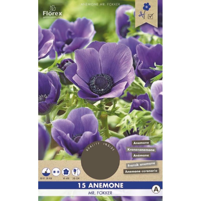 Anemone Mr. Fokker Blau 5/6 15St