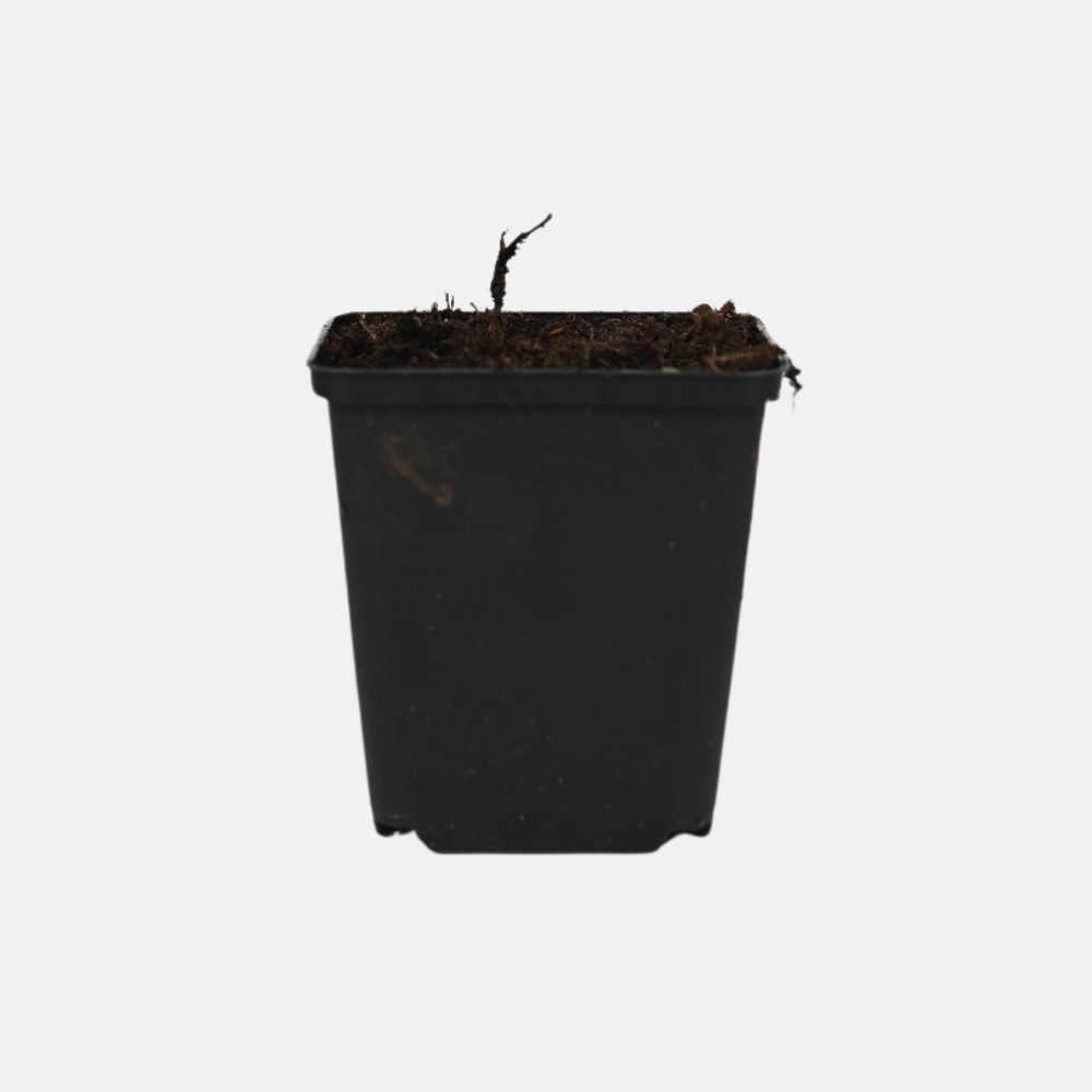 Aardbeiframboos - P9 pot