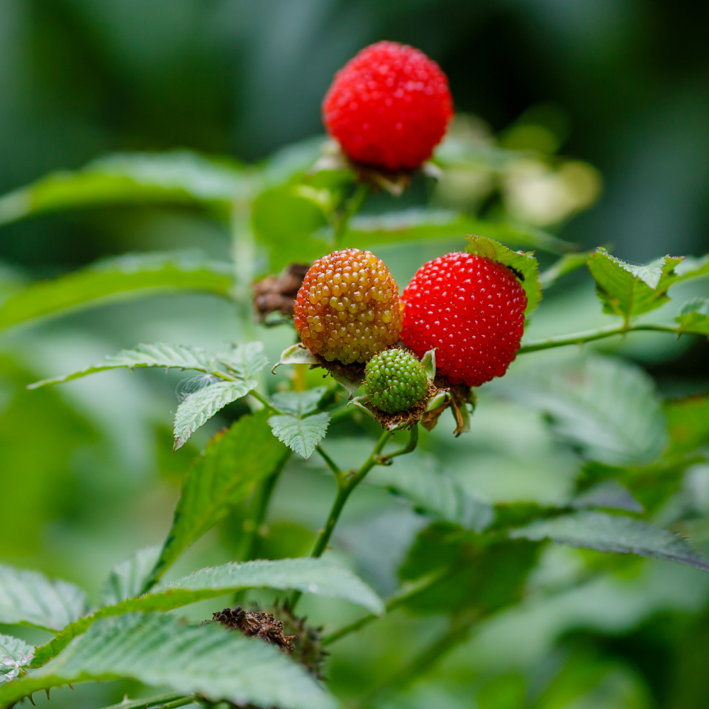 Aardbeiframboos - P9 pot