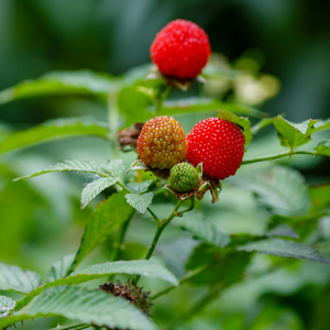 Aardbeiframboos - P9 pot