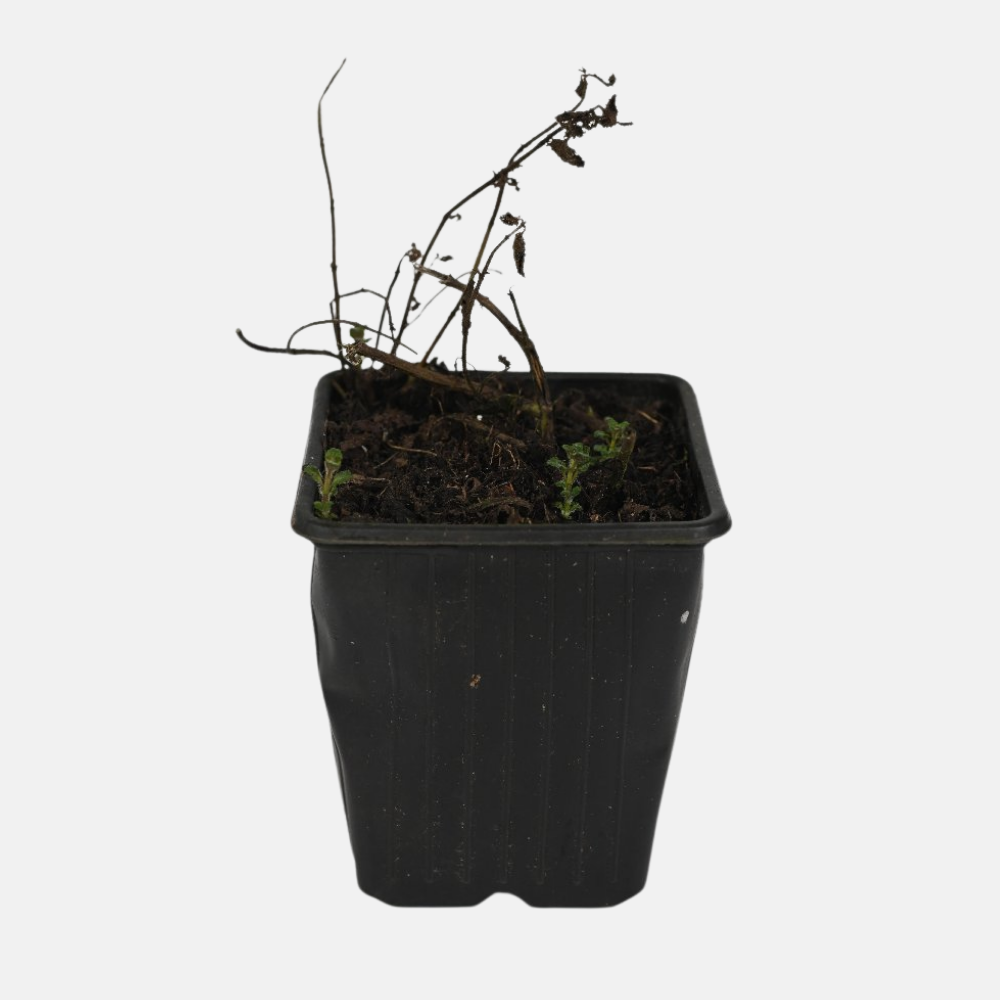 Aardbeimunt - P9 pot