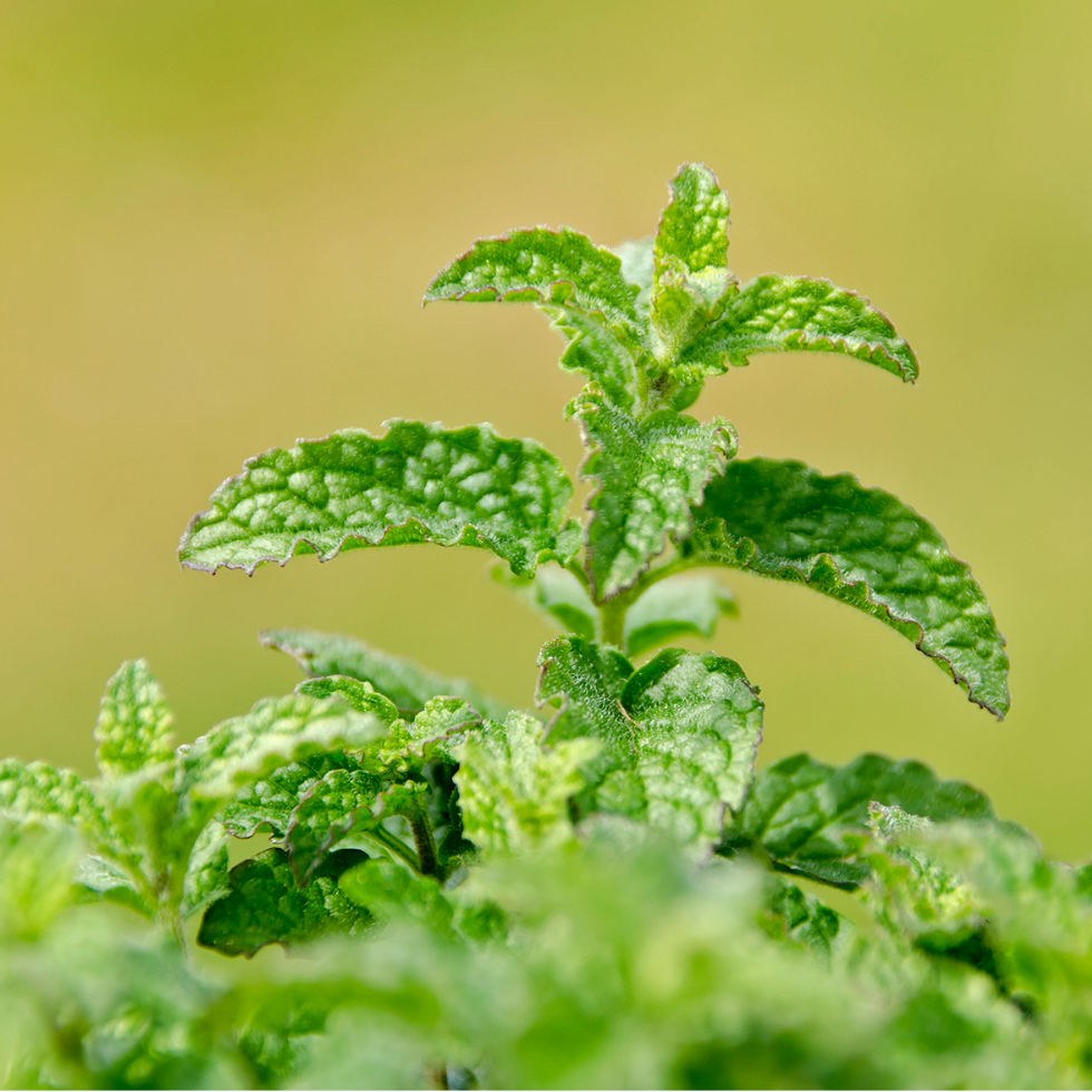 Aardbeimunt - P9 pot