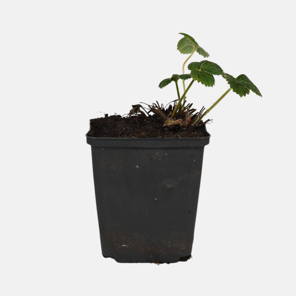 Witte aardbei 'Snow White - P9 pot