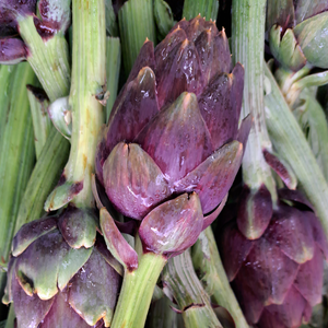 Artichoke Purple 'Violet de Provence' in 10.5 cm pot 1 plant