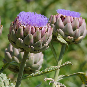 Artichoke Purple 'Violet de Provence' in 10.5 cm pot 1 plant