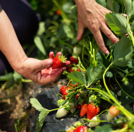 Aardbeipakket volle grond 5 m² planten en alle kweekbenodigheden