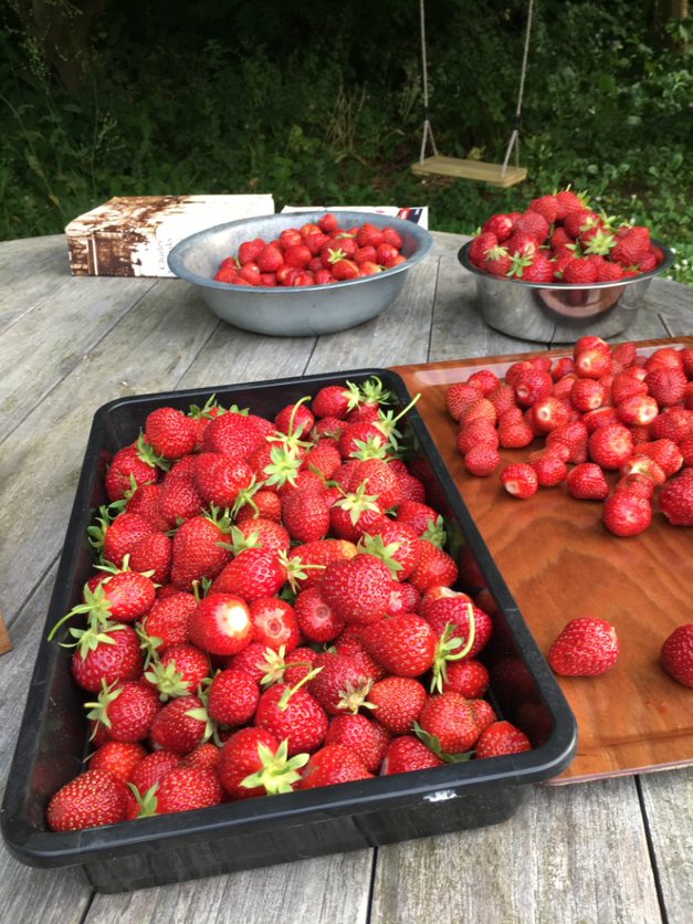 Support pour 3 bacs à fraises BATO (sans bacs) 