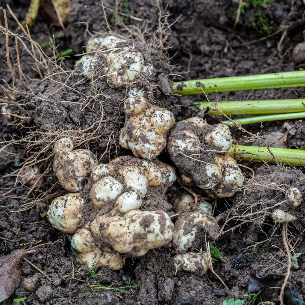 Aardpeer 'Gigant' (helianthus tuberosus) - P9 pot