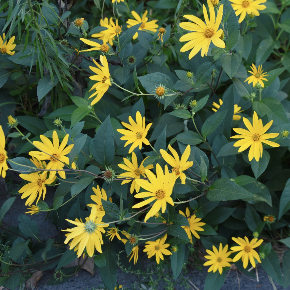 Aardpeer 'Gigant' (helianthus tuberosus) - P9 pot