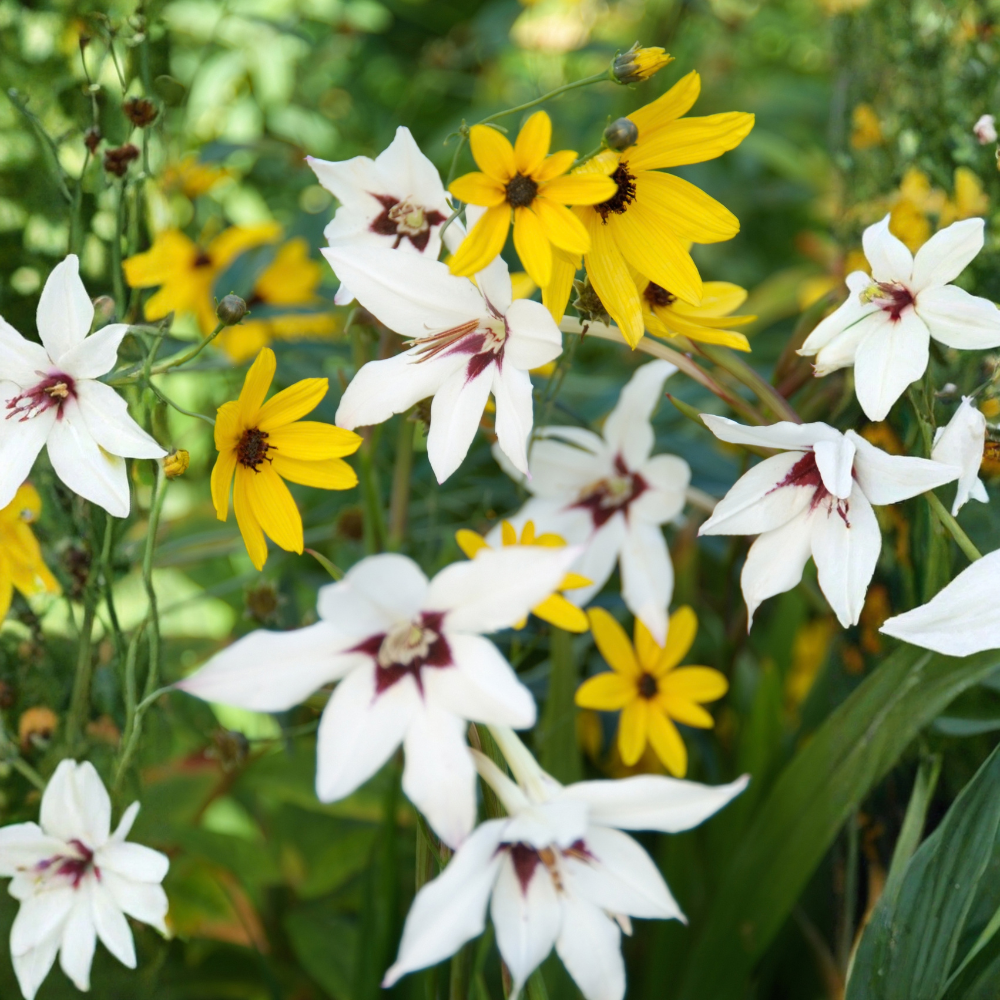 Abyssinian gladiolus "Callianthus Murielae" - 10 pieces
