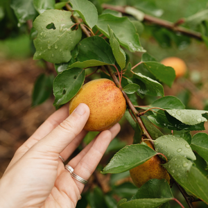 Apricot tree 'Goldrich' BIO - Curl disease resistant