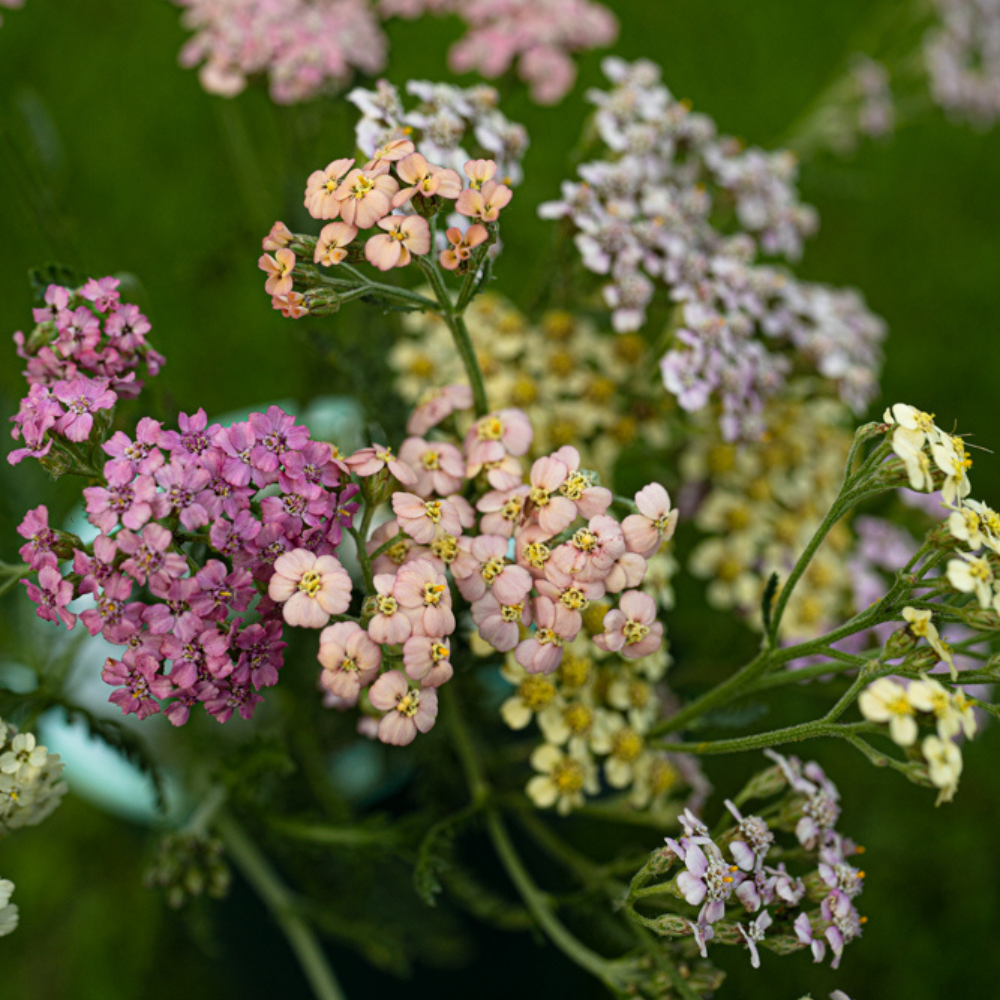 Achillea millefolium (Schafgarbe) – Sommerpastelle