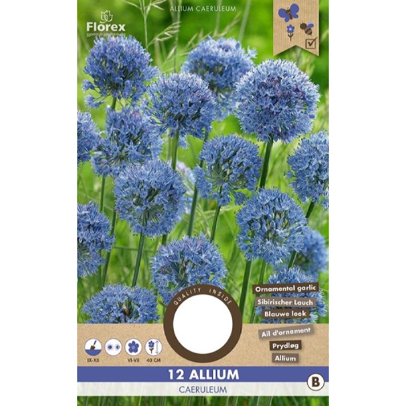 Allium (sierui) Caeruleum - 12 stuks