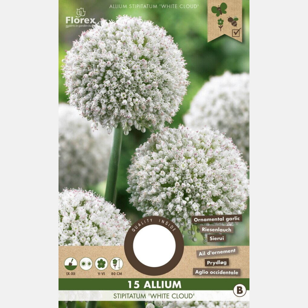 Allium White Cloud - 15 Stück