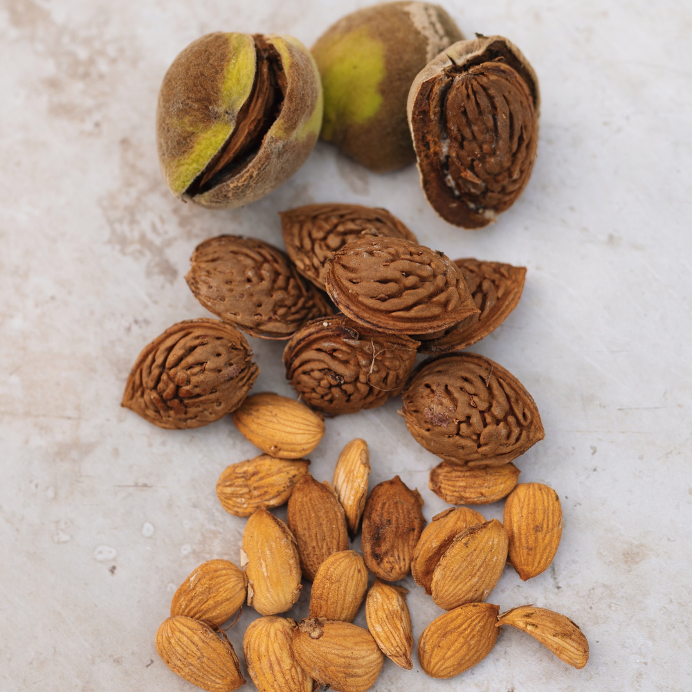 Amandier 'Robijn' - Racine nue