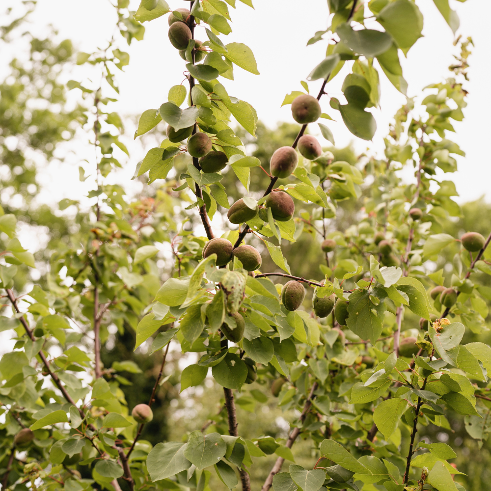 Amandier 'Robijn' - Racine nue