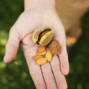 Amandier 'Robijn' - Racine nue