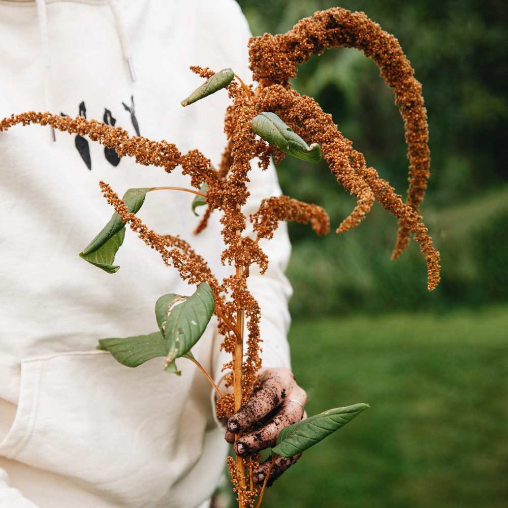 Amaranthus cruentus (amaranth) - 'Hot Biscuit'
