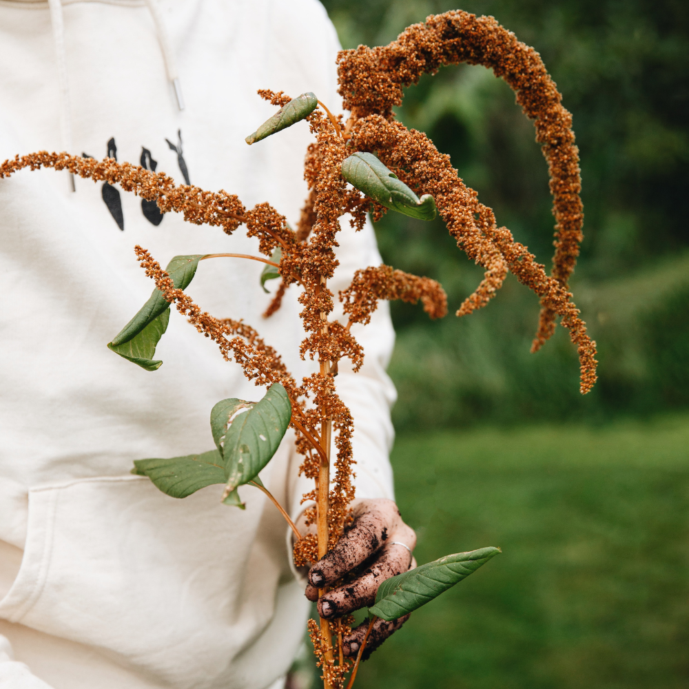 Amaranthus cruentus (Amaranth) – Scharfer Keks