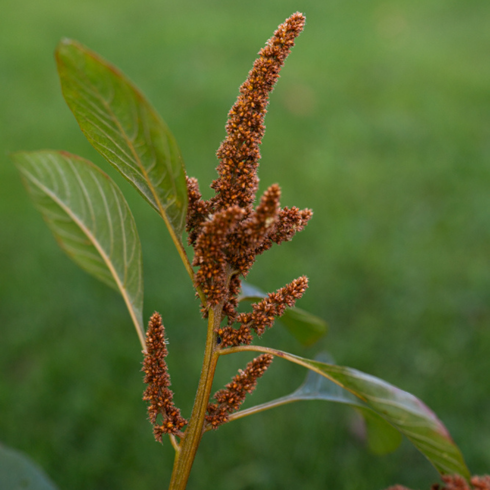 Amaranthus cruentus (amarant) - Hot Biscuit