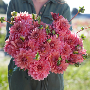 Dahlia package 'Merel's 13 favorites'