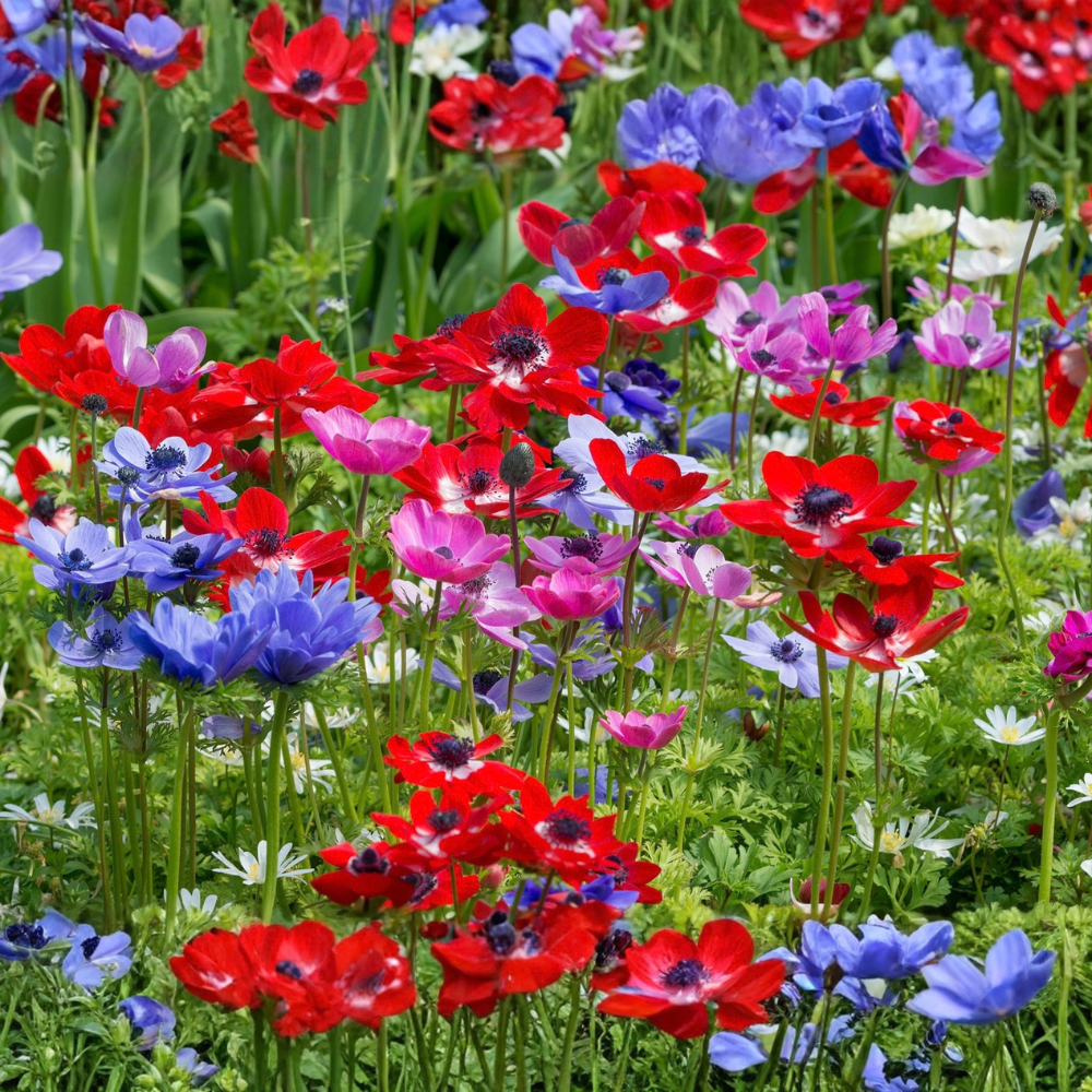 Anemone 'De Caen' - 15 pieces