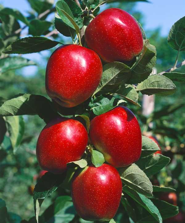 Apfelbaum Summerred