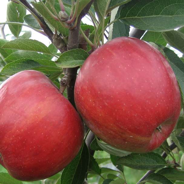 Appelboom Braeburn