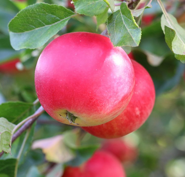 Pommier tige basse Découverte - 80cm de haut - pot 5 litres