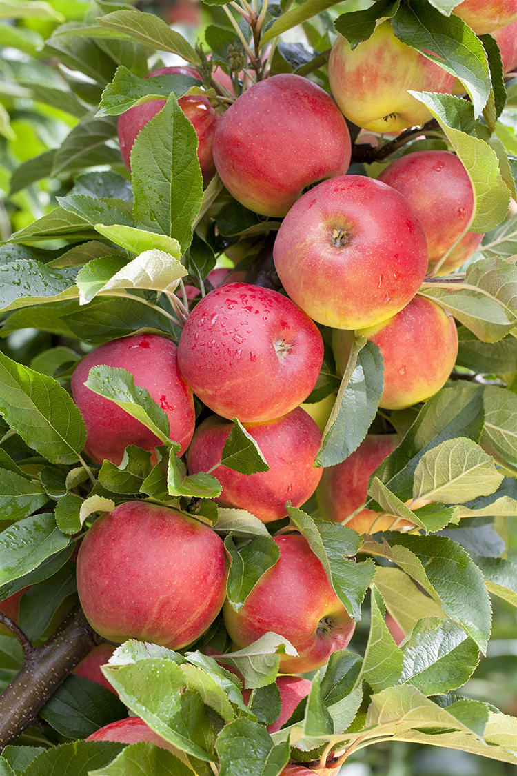 Appelboom Triofruit - 3 soorten appels aan 1 boom: Elstar/Jonagold/Rode Boskoop