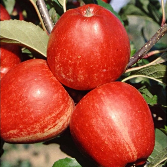 Appelboom 'Gala' BIO