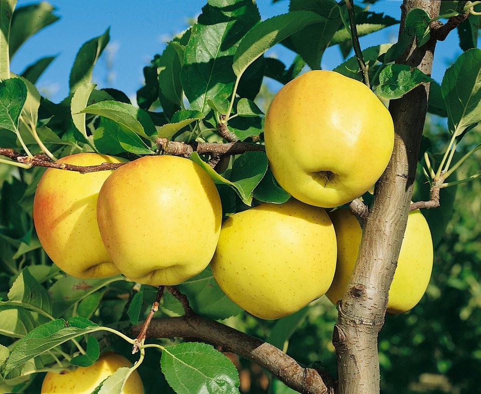 Appelboom Golden Delicious in leivorm