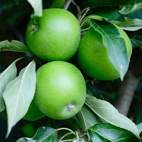 Espalier de Pommier à tige basse - Granny Smith