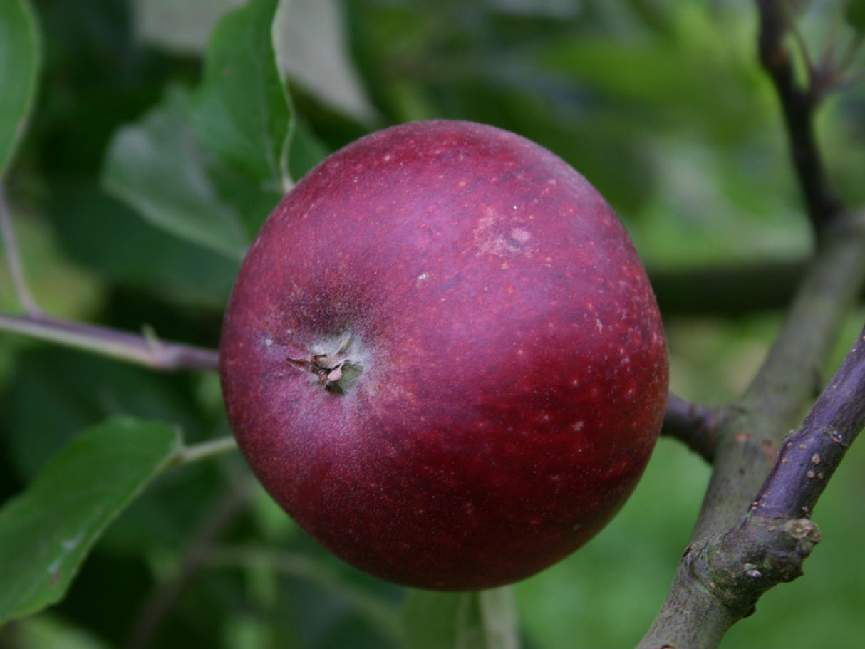 Apfelbaum Ingrid Marie