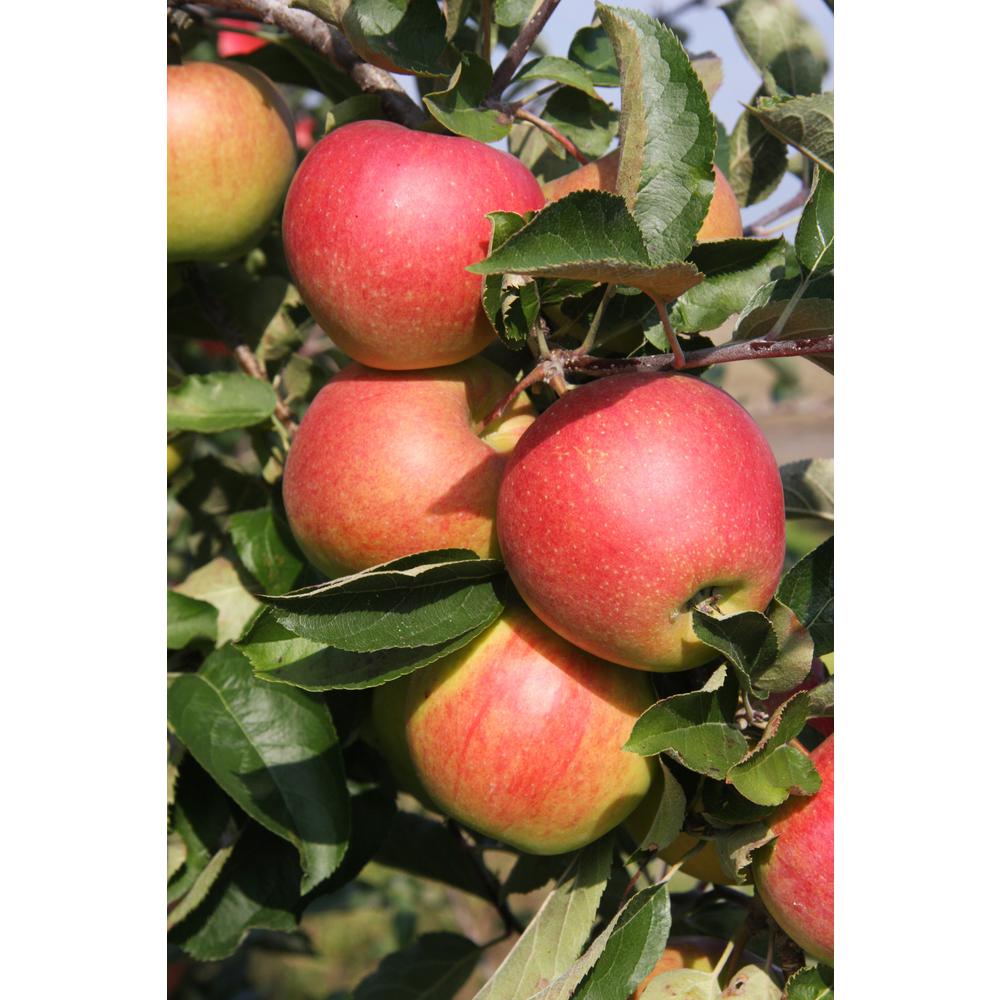 Apfelbaum Triofruit – 3 Apfelsorten an einem Baum: Elstar/Jonagold/Rode Boskoop