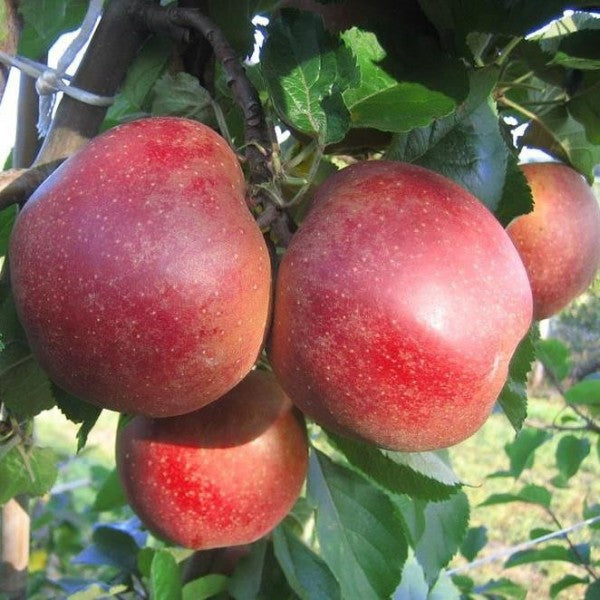 Apfelbaum Triofruit – 3 Apfelsorten an einem Baum: Elstar/Jonagold/Rode Boskoop