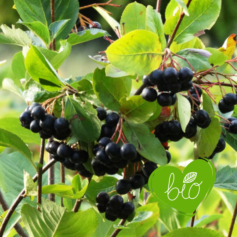 Chokeberry 'Viking' BIO