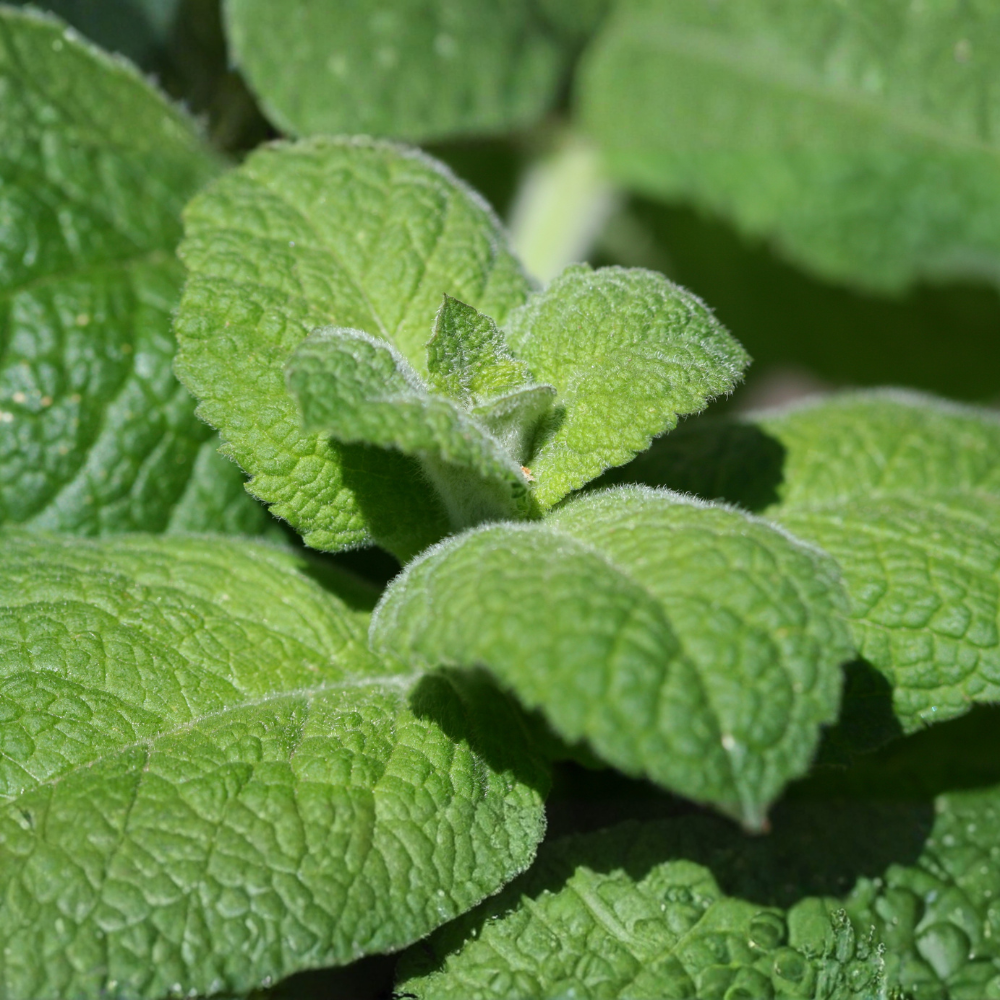 Appelmunt plant - P9 pot